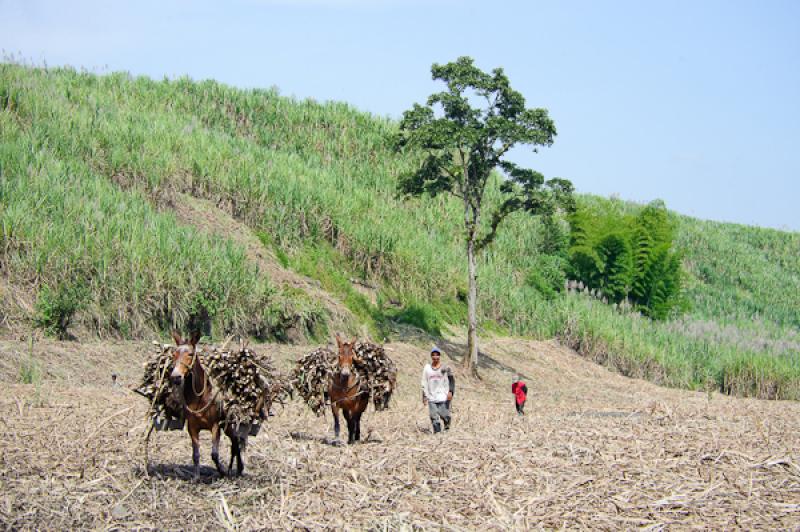 Cultivo de CaÃ±a de Azucar, Chinchina, Caldas, M...