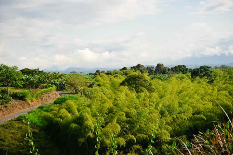 Paisaje de Quimbaya, Quindio, Armenia, Colombia