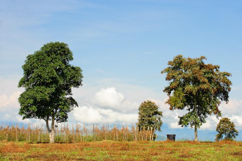 Arboles en el Campo, Eje Cafetero, Quindio, Armeni...