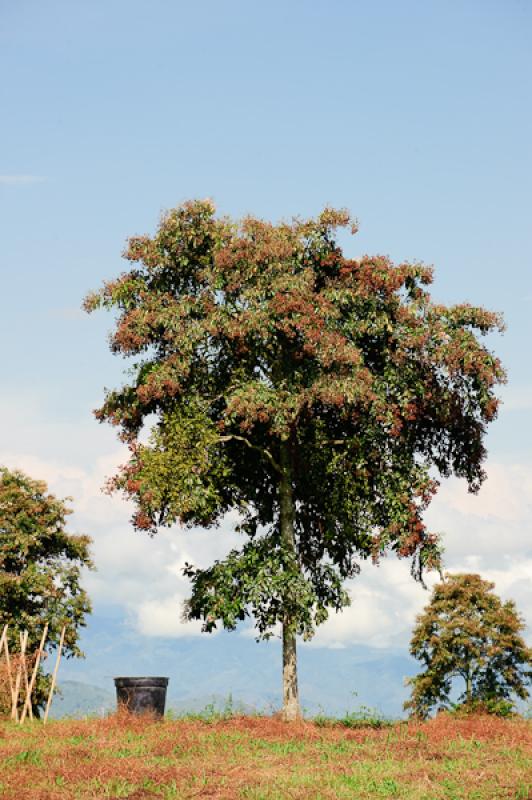 Arboles en el Campo, Eje Cafetero, Quindio, Armeni...