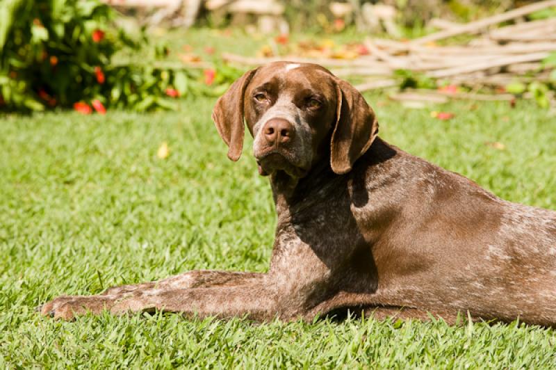 Pointer Aleman de Pelo Corto