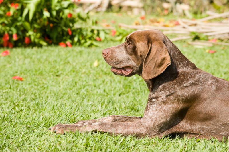 Pointer Aleman de Pelo Corto