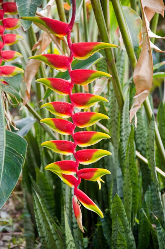 Heliconia rostrata