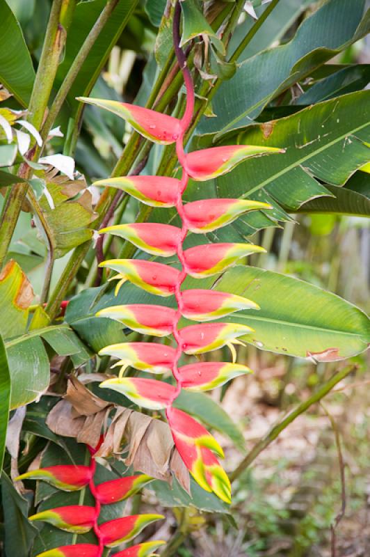 Heliconia rostrata