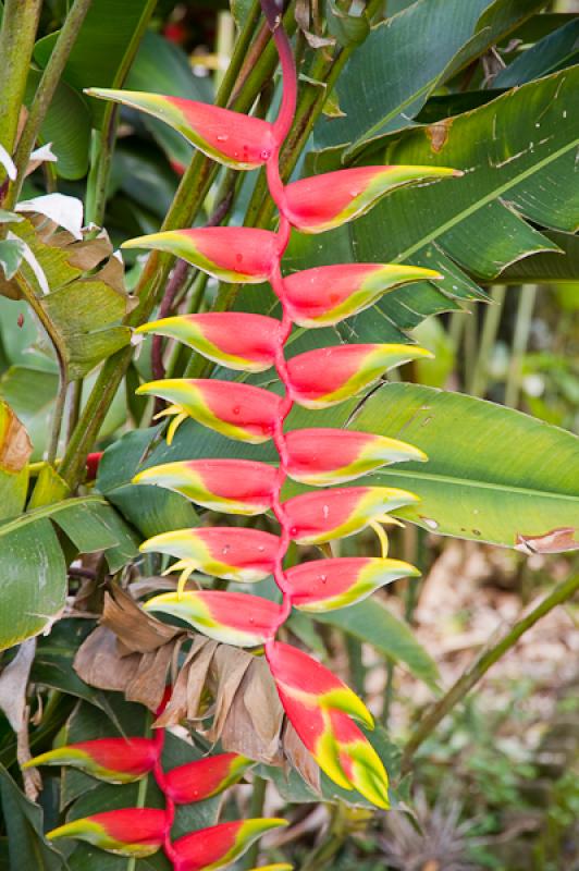 Heliconia rostrata