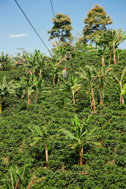 Deporte de Canopy, Eje Cafetero, Quindio, Armenia,...