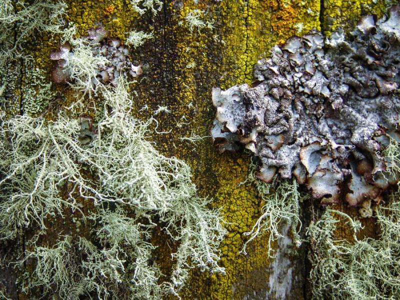 Primer Plano de la Corteza de un Arbol