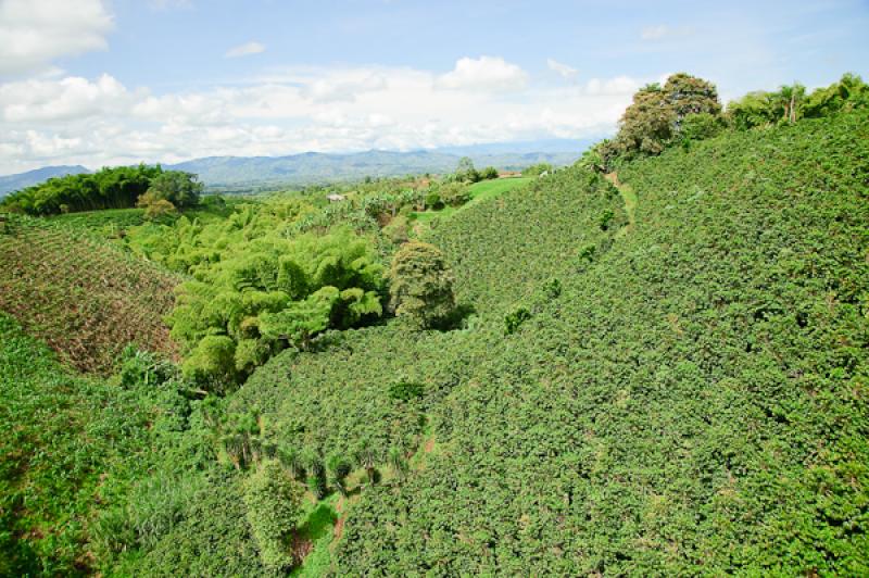 Paisaje del Eje Cafetero, Quindio, Armenia, Colomb...