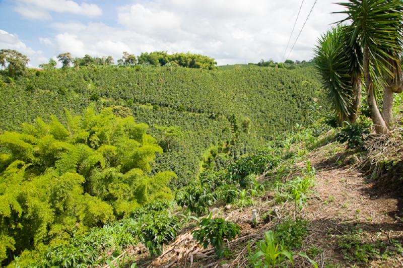 Paisaje del Eje Cafetero, Quindio, Armenia, Colomb...