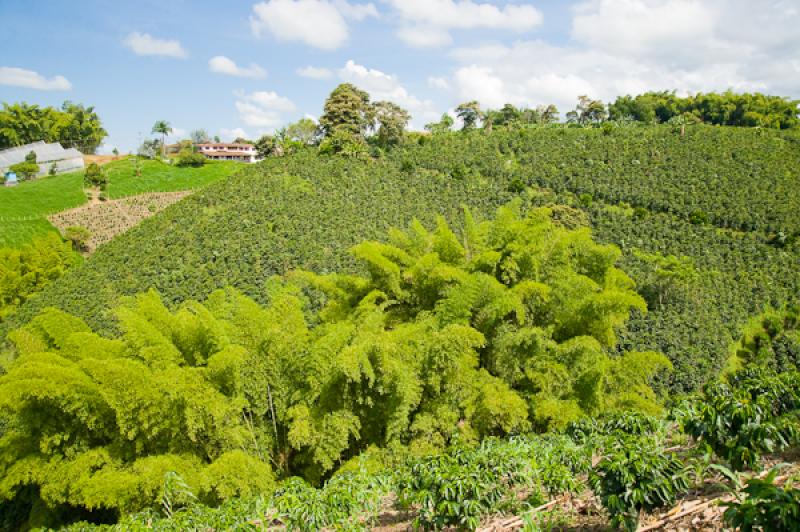 Paisaje del Eje Cafetero, Quindio, Armenia, Colomb...