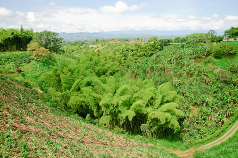 Paisaje del Eje Cafetero, Quindio, Armenia, Colomb...