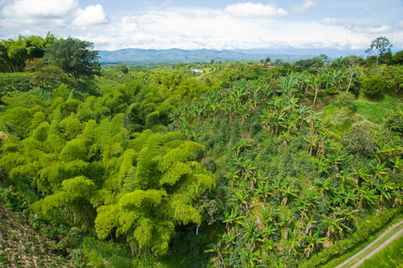 Paisaje del Eje Cafetero, Quindio, Armenia, Colomb...