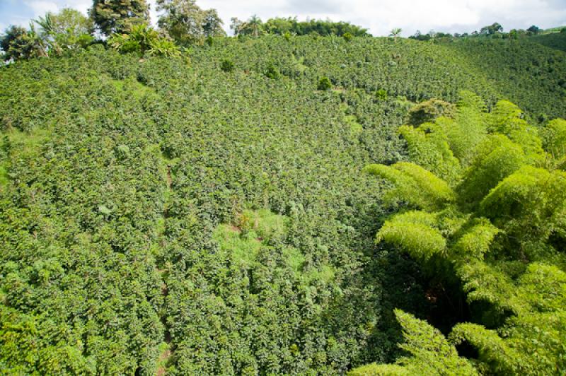 Paisaje del Eje Cafetero, Quindio, Armenia, Colomb...