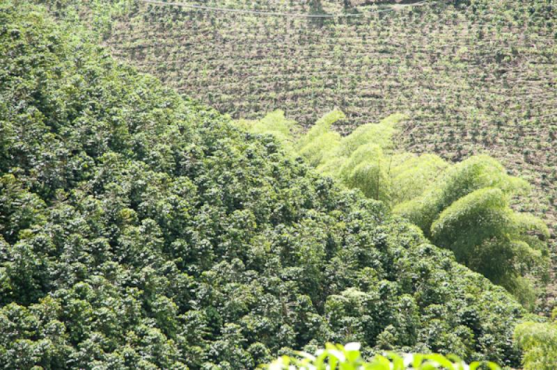 Paisaje del Eje Cafetero, Quindio, Armenia, Colomb...