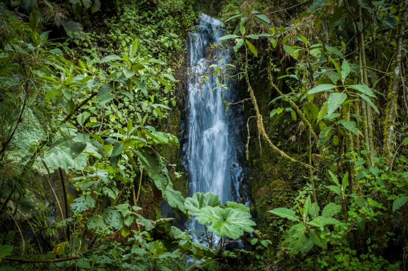 Cascada en Vegetacion, Manizales, Caldas, Colombia