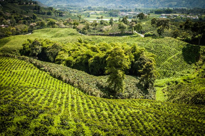 Cultivos de Cafe, Eje Cafetero, Quindio, Colombia