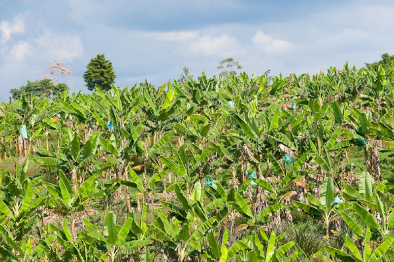 Cultivo de Platano, Eje Cafetero, Quindio, Armenia...