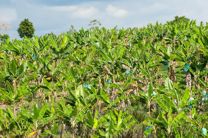 Cultivo de Platano, Eje Cafetero, Quindio, Armenia...