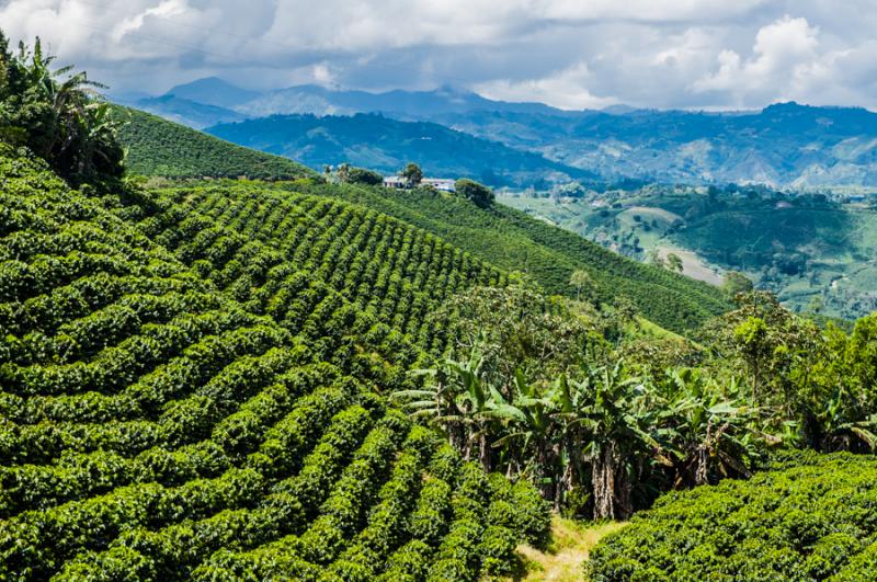 Cultivos de Cafe, Eje Cafetero, Quindio, Colombia