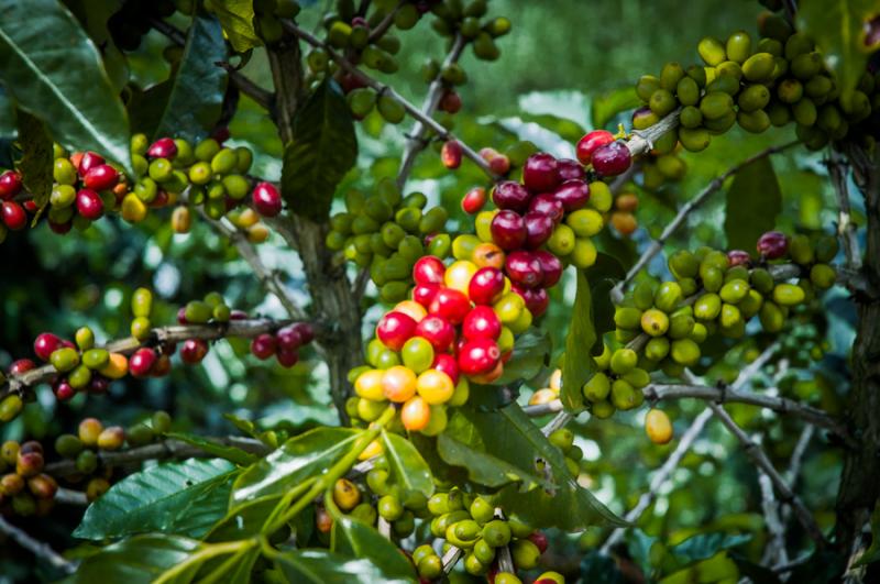 Granos de Cafe, Eje Cafetero, Quindio, Colombia