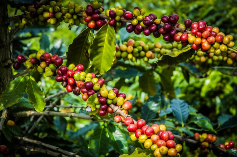 Granos de Cafe, Eje Cafetero, Quindio, Colombia