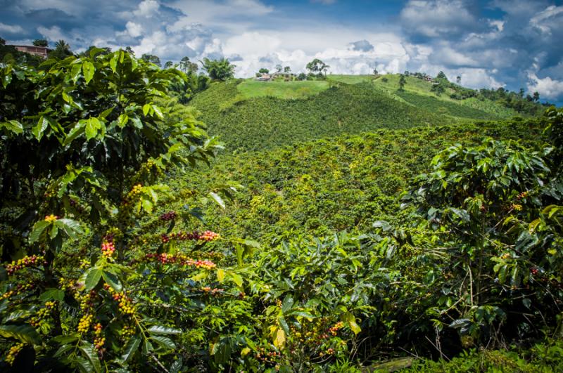 Cultivos de Cafe, Eje Cafetero, Quindio, Colombia