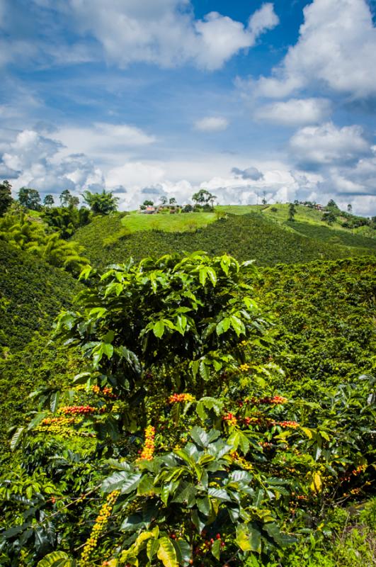 Cultivos de Cafe, Eje Cafetero, Quindio, Colombia