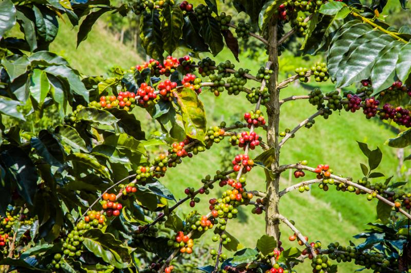 Granos de Cafe, Eje Cafetero, Quindio, Colombia