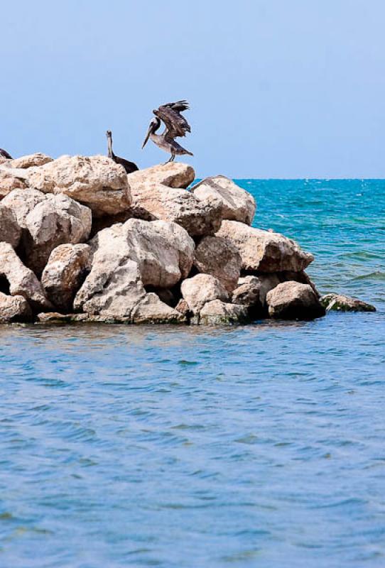 CoveÃ±as, Golfo de Morrosquillo, Sucre, Sincelej...