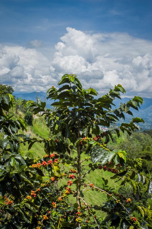 Granos de Cafe, Eje Cafetero, Quindio, Colombia