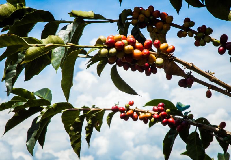 Granos de Cafe, Eje Cafetero, Quindio, Colombia