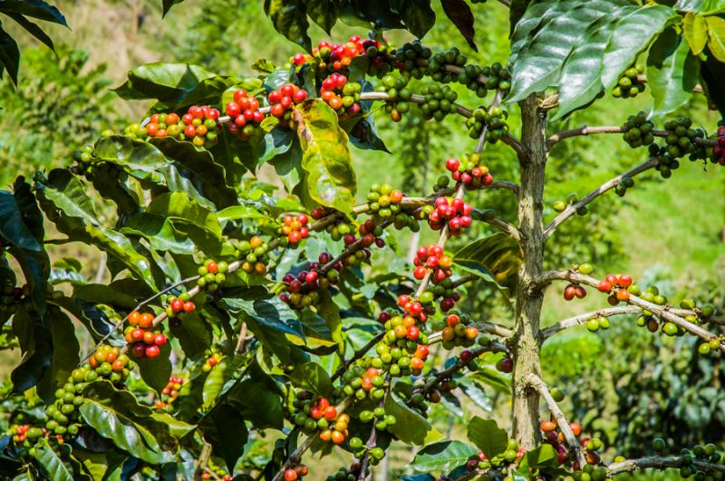 Cultivos de Cafe, Eje Cafetero, Quindio, Colombia