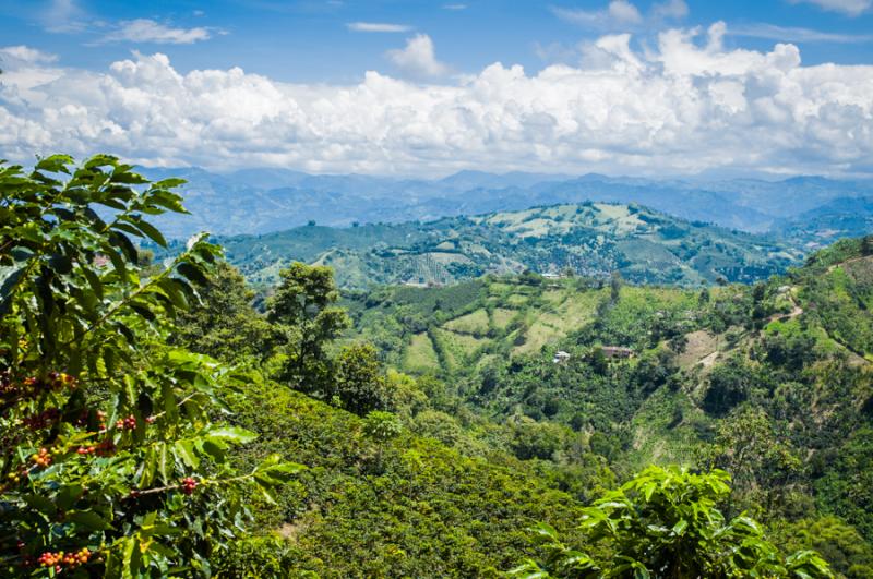 Cultivos de Cafe, Eje Cafetero, Quindio, Colombia