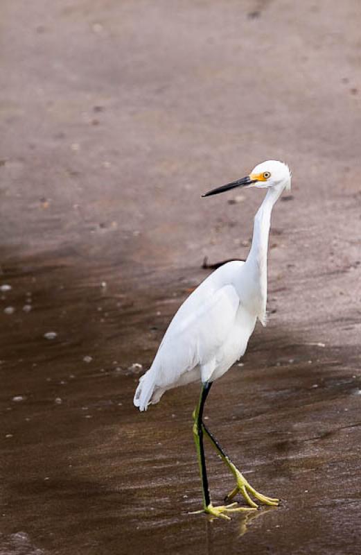 Ardea alba