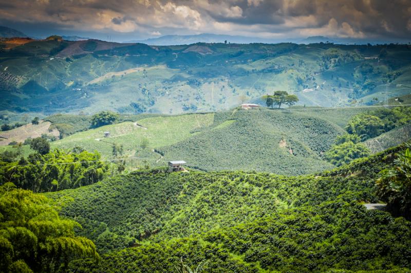 Cultivos de Cafe, Eje Cafetero, Quindio, Colombia