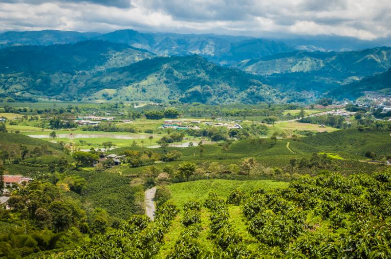 Cultivos de Cafe, Eje Cafetero, Quindio, Colombia