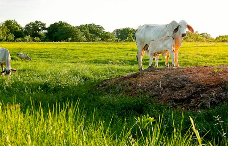 Ganado Bovino, Llanos Orientales, Villavicencio, M...