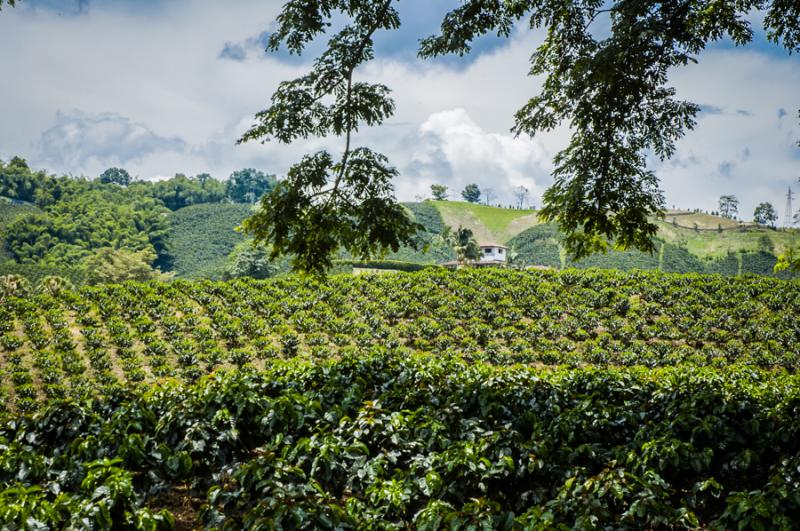 Cultivos de Cafe, Eje Cafetero, Quindio, Colombia