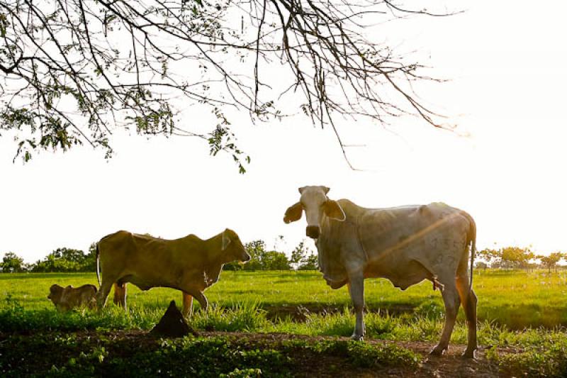 Ganado Bovino, Llanos Orientales, Villavicencio, M...