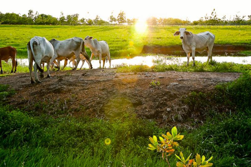 Ganado Bovino, Llanos Orientales, Villavicencio, M...