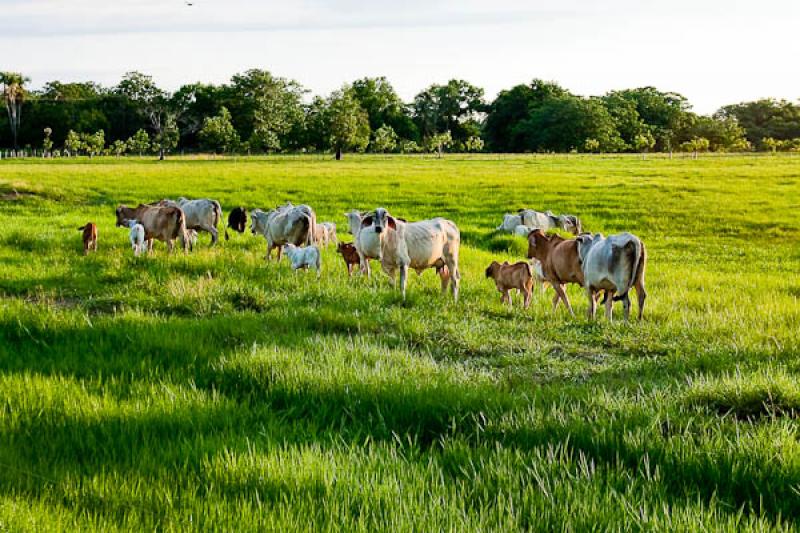 Ganado Bovino, Llanos Orientales, Villavicencio, M...