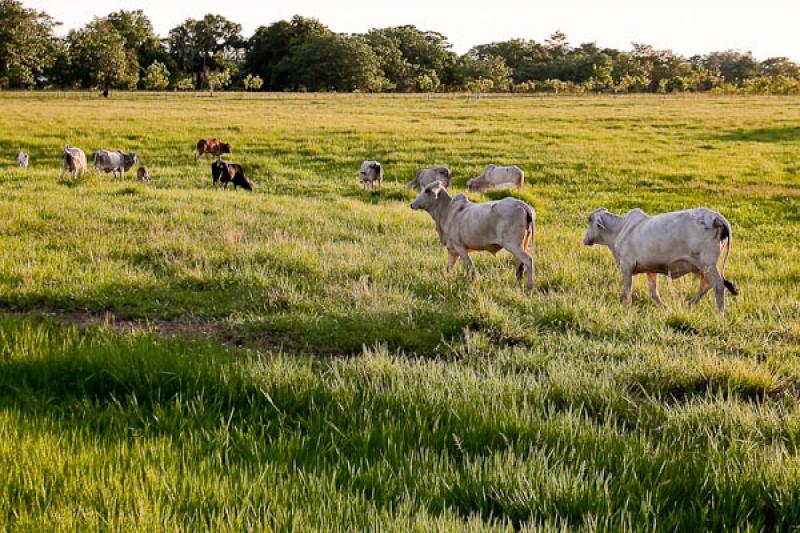 Ganado Bovino, Llanos Orientales, Villavicencio, M...