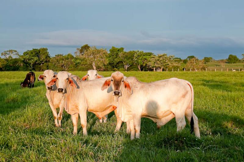 Ganado Bovino, Llanos Orientales, Villavicencio, M...