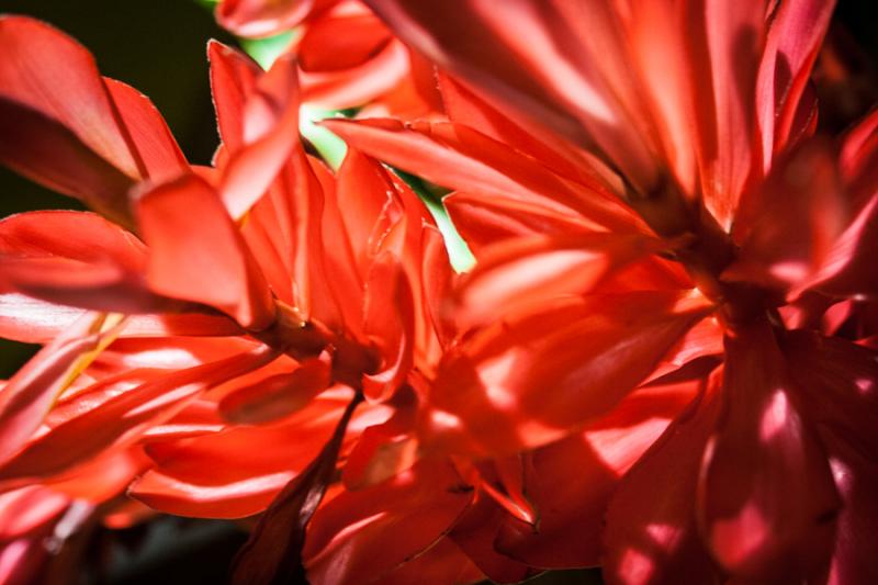 Detalle de una Alpinia