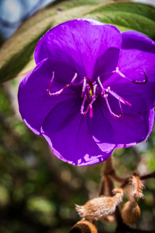 Tibouchina granulosa