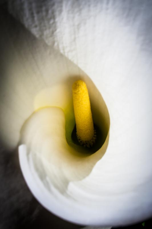 Zantedeschia aethiopica