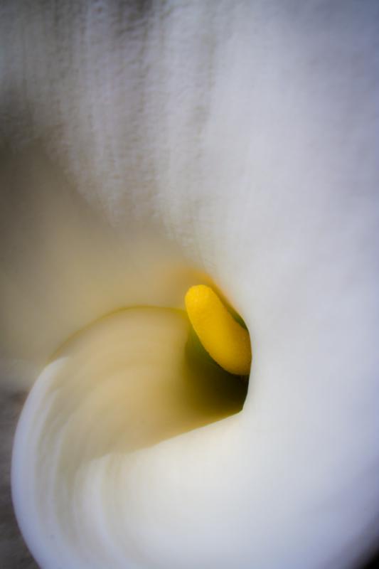 Zantedeschia aethiopica