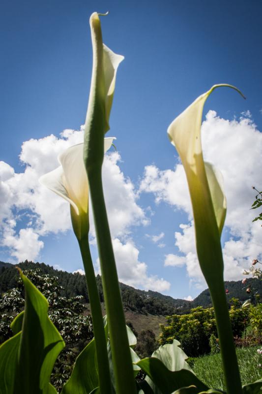 Zantedeschia aethiopica