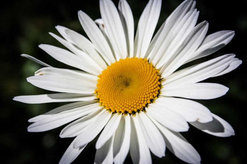 Leucanthemum vulgare