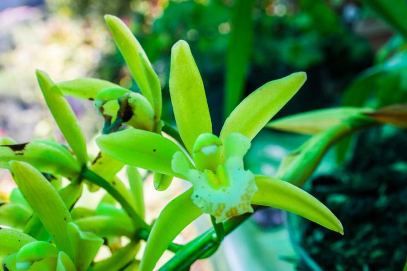 Cymbidium Orquidea 